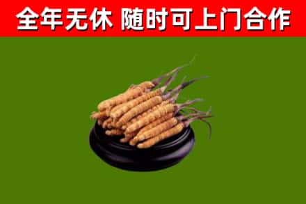 郏市烟酒回收冬虫夏草.jpg